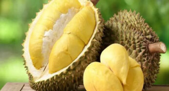 Manfaat Buah Durian Untuk Kesehatan Tubuh Kita, Simak Penjelasan Dokter Health